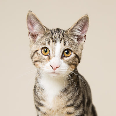 Cat Portraits in Studio - Malvern Pet Photographer
