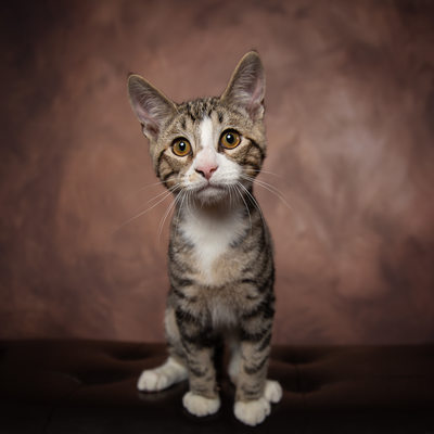 Cat Rescue Photographer in Chester County