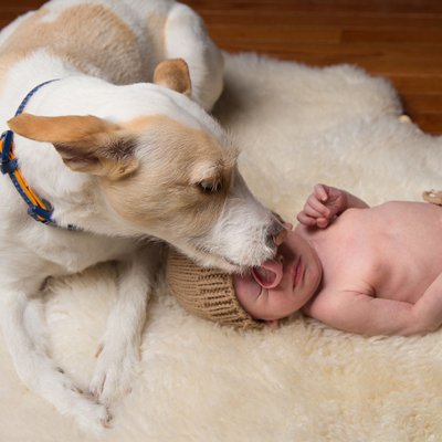 Dog Licks Newborn on Face