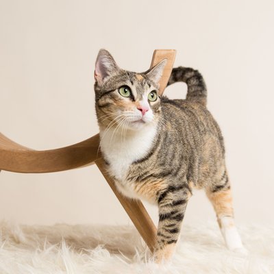 Pet Photos - Three Legged Rescue Cat