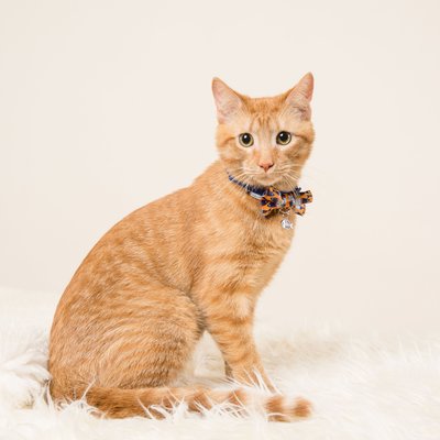 Kitten Portraits in Malvern Photography Studio