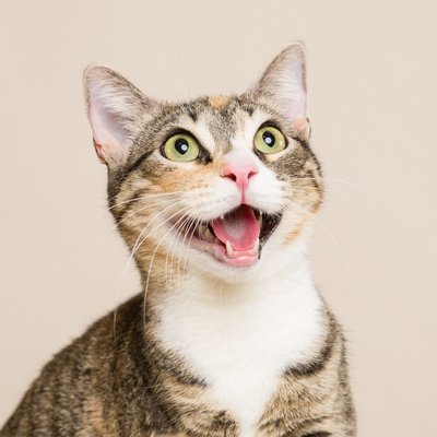 Rescue Cat - Studio Portraits of Animals for Adoption