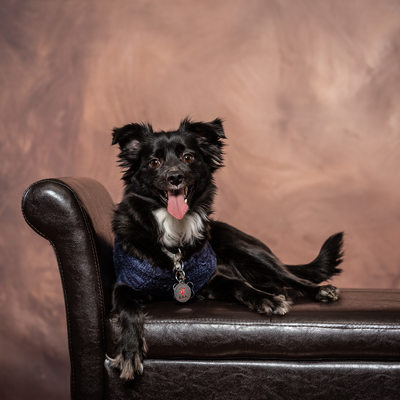 Professional Studio Portraits of Dogs