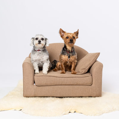 Dog Portraits - Pet Friendly Photo Studio 