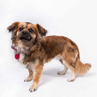 Morris Animal Refuge Dog Photography
