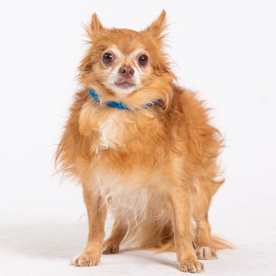 Pet Photos for Animal Rescues