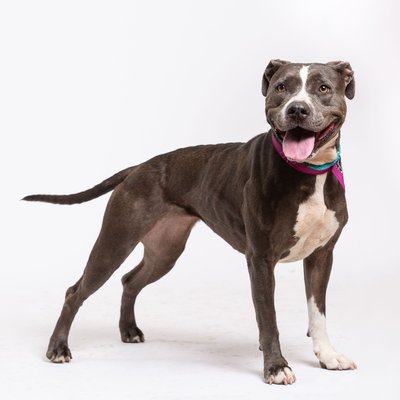 Philadelphia Pet Photography