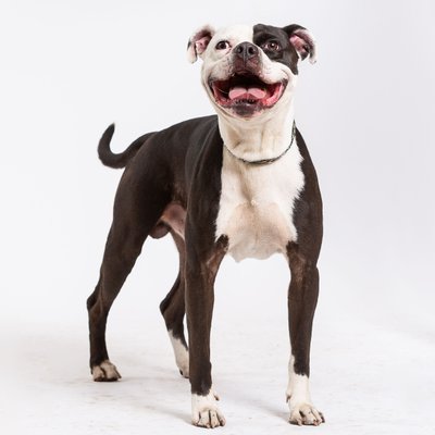 Best Pet Photographer in Philly