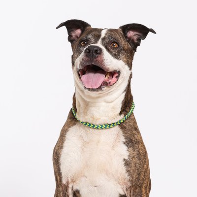 Good Dog Photographer