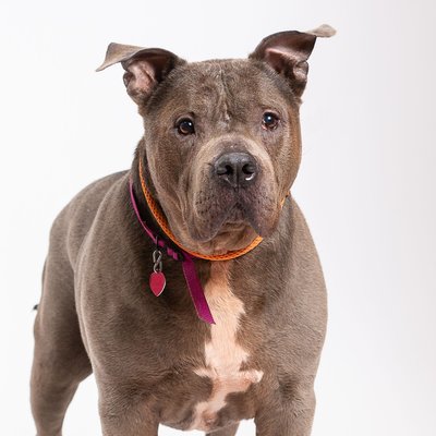 Dog Rescue Portraits