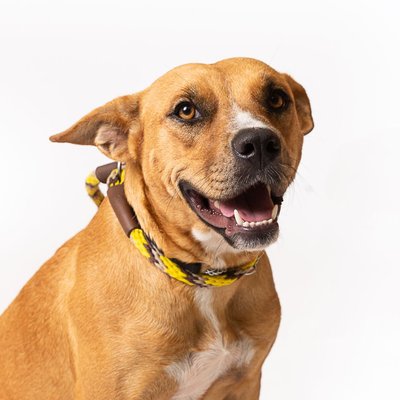 Dog Friendly Photographer