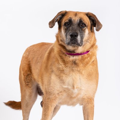 ACCT Dog Rescue Photos