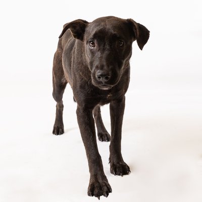 Pet Rescue Pics in PA