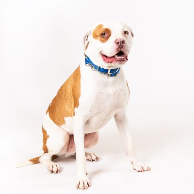 Philadelphia Union Dog Photographer
