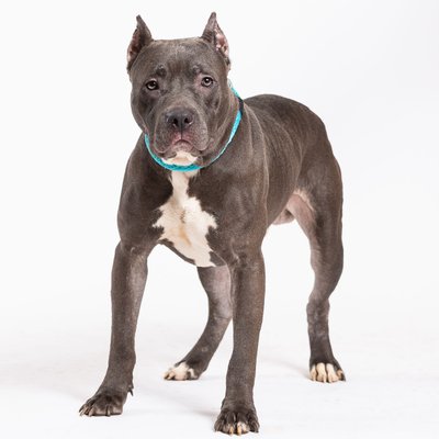 Shelter Dog Photography in Philly