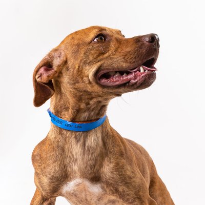 Dog Photos on White Background