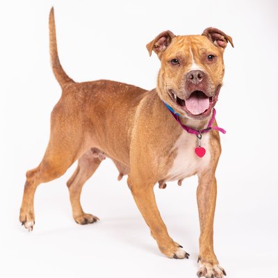 Adoption Photos for Shelter Dogs
