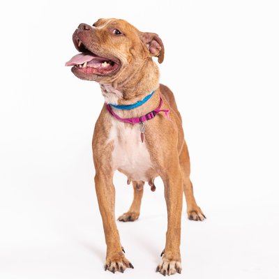 Adoption Portraits for Dogs