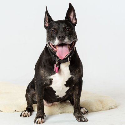 Studio Pet Photographer