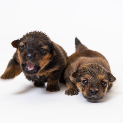 Portrait of Newborn Puppies