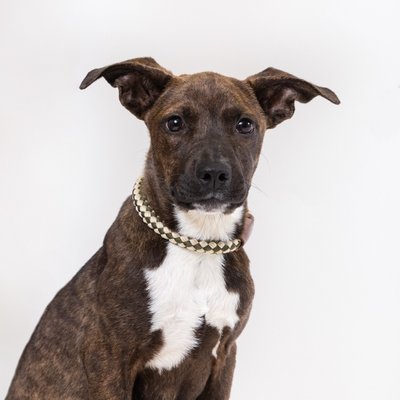 Doggy Headshots