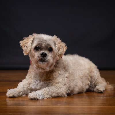 Photos of Aging Pets