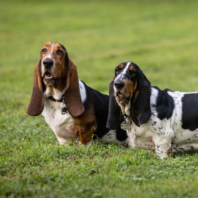 Main Line Pet Photographer