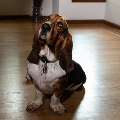 In-Home Dog Photo Shoot with Bassett Hound