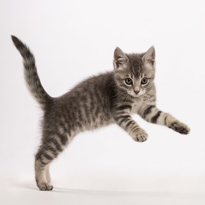 Jumping Kitten Studio Portrait