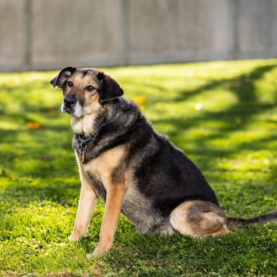 Backyard Pet Portraits