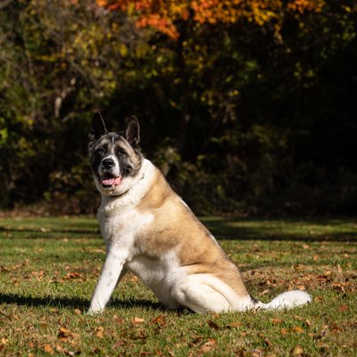 Outside Dog Portraits
