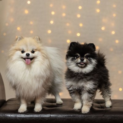 Pet Holiday Photos