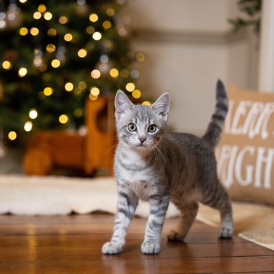 Holiday Photos for Pets