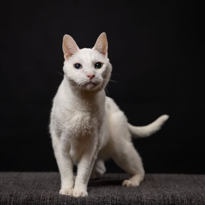Cat Photographer in Chester County