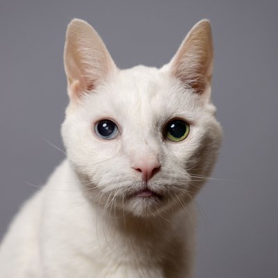 Cat Portraits in Chester County, PA