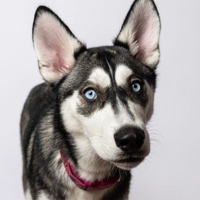 Close Up Studio Dog Portraits