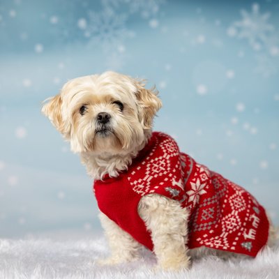 Dog in Sweater Christmas Photo