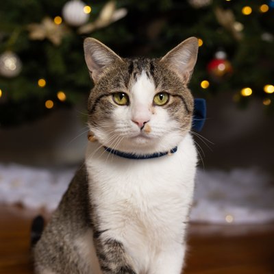 Cat Portrait in Front of Christmas Tree