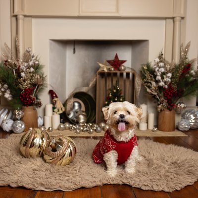 Pet Portraits for Christmas Card Photos