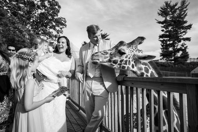 Elmwood Park Zoo Wedding - Feeding Giraffes