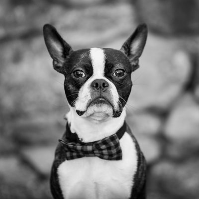 Black and White Pet Portraits - Boston Terrier Photo