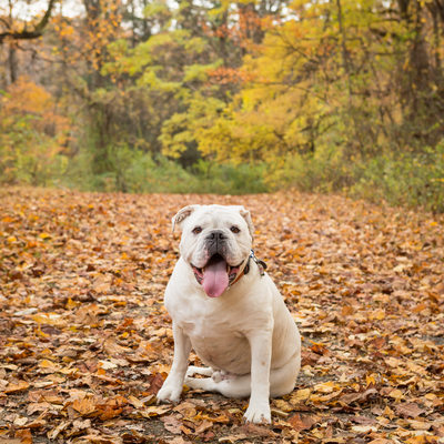 Pet Photos in Fall Foliage - Malvern Pet Photographer