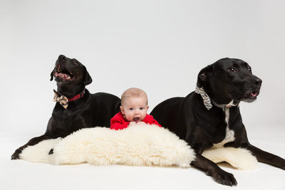 Malvern Pet Photographer - Baby with Two Dogs