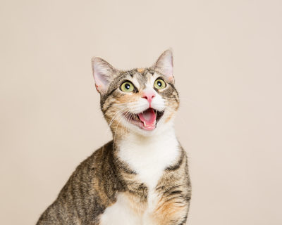 Rescue Cat - Studio Portraits of Animals for Adoption