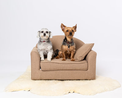 Dog Portraits - Pet Friendly Photo Studio 