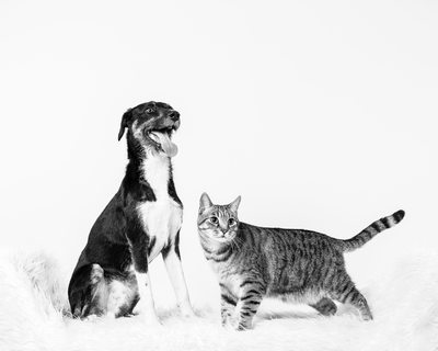 Studio Photo of Cat and Dog Siblings