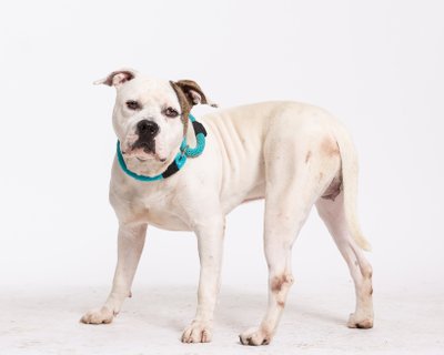 Professional Photos for Dog Shelters