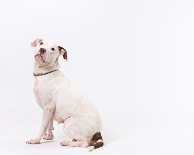 Studio Portraits of Dogs