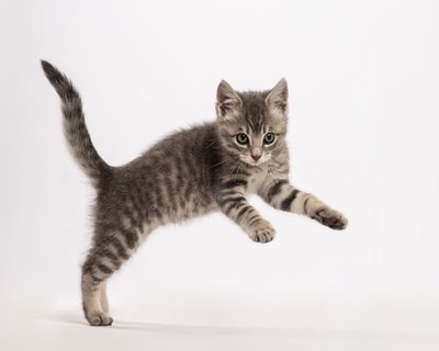 Jumping Kitten Studio Portrait