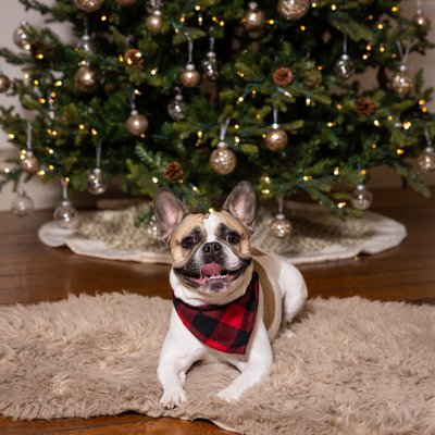 French Bull Dog Under the Christmas Tree